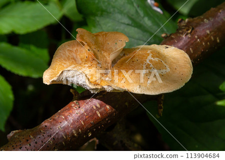 close up view of Turkey tail mushroom among the Polyporus alveolaris mushrooms found in the Bogor botanical gardens 113904684