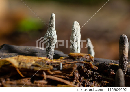 Xylaria hypoxylon is a species of fungus in the family Xylariaceae known by a variety of common names such as the candlestick fungus, the candlesnuff fungus, carbon antlers or the stag's horn fungus 113904692