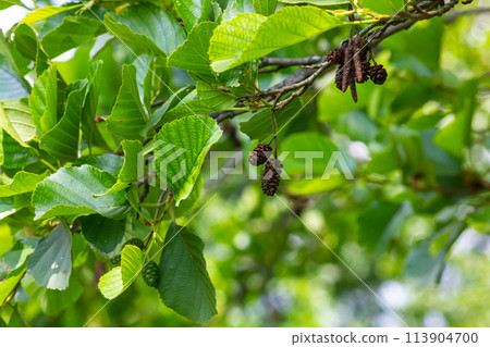 Speckled alders spread their seed through cone-like structures 113904700