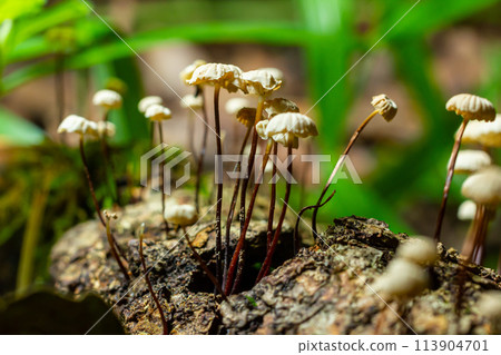 Marasmius rotula, called the pinwheel mushroom, the pinwheel marasmius, the little wheel, the collared parachute, or the horse hair fungus Marasmius rotula, called the pinwheel mushroom, the pinwheel marasmius, the little wheel, the collared parachute, or the horse hair fungus 113904701
