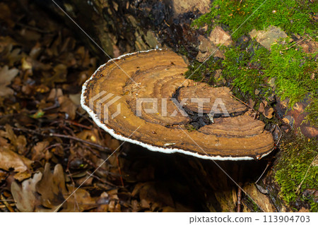 brown bear bread mushroom with white borders and green moss in the forest - Ganoderma applanatum brown bear bread mushroom with white borders and green moss in the forest - Ganoderma applanatum 113904703