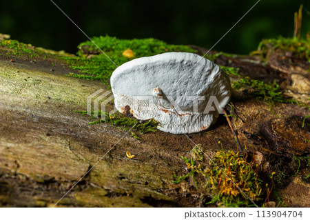 brown bear bread mushroom with white borders and green moss in the forest - Ganoderma applanatum brown bear bread mushroom with white borders and green moss in the forest - Ganoderma applanatum 113904704