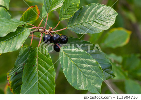 Leaves and fruits of the medicinal shrub Frangula alnus, Rhamnus frangula with poisonous black and red berries closeup Leaves and fruits of the medicinal shrub Frangula alnus, Rhamnus frangula with poisonous black and red berries closeup 113904716