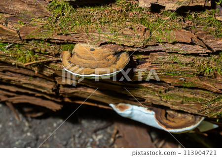 brown bear bread mushroom with white borders and green moss in the forest - Ganoderma applanatum 113904721