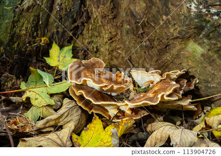 Natural closeup on the Giant Polypore fungus, Meripilus giganteus in the forest Natural closeup on the Giant Polypore fungus, Meripilus giganteus in the forest 113904726