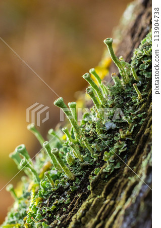 Close up of the trumpet lichen Cladonia fimbriata between stone flowers and moss on a rock 113904738
