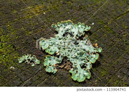 A close up of lichen Hypogymnia physodes on a old tree branch A close up of lichen Hypogymnia physodes on a old tree branch 113904741