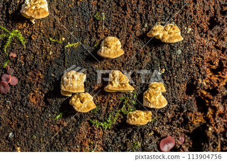 Fomes fomentarius mushroom on the trunk of an old poplar on a summer day 113904756
