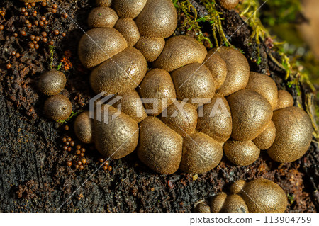 Set of Lycoperdon Perlatum mushrooms in the pine forest Set of Lycoperdon Perlatum mushrooms in the pine forest 113904759