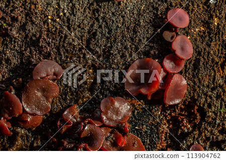 group much fungus on trunk Ascocoryne sarcoides 113904762