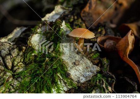 Psathyrella piluliformis Common Stump Brittlestem mushroom reddish-brown mushroom that grows steeply in groups, natural light 113904764