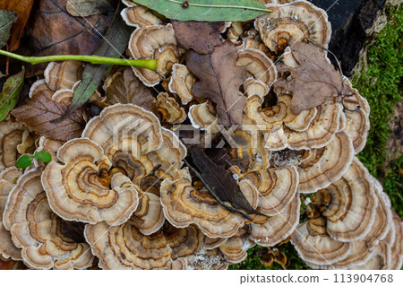 Trametes versicolor, also known as Polyporus versicolor, is a common polypore mushroom found throughout the world and also a well-known traditional medicinal mushroom growing on tree trunks 113904768
