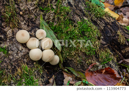 Set of Lycoperdon Perlatum mushrooms in the pine forest 113904773