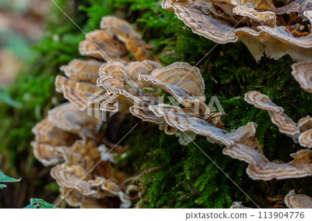 Trametes versicolor, also known as Polyporus versicolor, is a common polypore mushroom found throughout the world and also a well-known traditional medicinal mushroom growing on tree trunks Trametes versicolor, also known as Polyporus versicolor, is a common polypore mushroom found throughout the world and also a well-known traditional medicinal mushroom growing on tree trunks 113904776