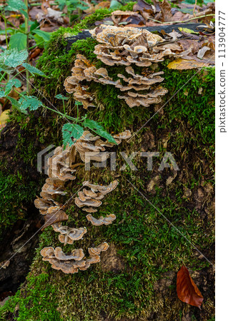 Trametes versicolor, also known as Polyporus versicolor, is a common polypore mushroom found throughout the world and also a well-known traditional medicinal mushroom growing on tree trunks Trametes versicolor, also known as Polyporus versicolor, is a common polypore mushroom found throughout the world and also a well-known traditional medicinal mushroom growing on tree trunks 113904777