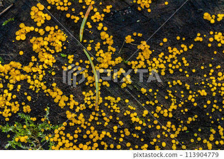 Lemon discos also called yellow fairy cup, Bisporella citrina 113904779