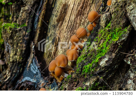 Psathyrella piluliformis Common Stump Brittlestem mushroom reddish-brown mushroom that grows steeply in groups, natural light 113904780