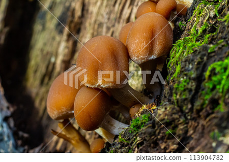 Psathyrella piluliformis Common Stump Brittlestem mushroom reddish-brown mushroom that grows steeply in groups, natural light Psathyrella piluliformis Common Stump Brittlestem mushroom reddish-brown mushroom that grows steeply in groups, natural light 113904782