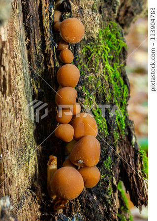 Psathyrella piluliformis Common Stump Brittlestem mushroom reddish-brown mushroom that grows steeply in groups, natural light Psathyrella piluliformis Common Stump Brittlestem mushroom reddish-brown mushroom that grows steeply in groups, natural light 113904783