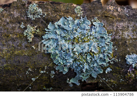 A close up of lichen Hypogymnia physodes on a old tree branch A close up of lichen Hypogymnia physodes on a old tree branch 113904786