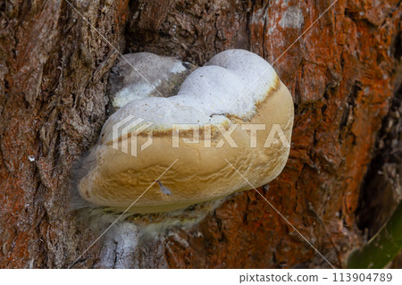 Fomes fomentarius mushroom on the trunk of an old poplar on a summer day Fomes fomentarius mushroom on the trunk of an old poplar on a summer day 113904789