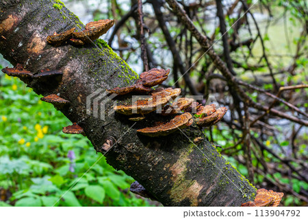 Anise mazegill, a brown rot fungus, Gloeophyllum odoratum 113904792