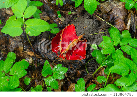 Spring edible red mushrooms Sarcoscypha grow in forest. close up. sarcoscypha austriaca or Sarcoscypha coccinea - mushrooms of early spring season, known as Scarlet elf cup. fresh fungus picking 113904793