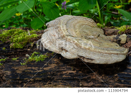 Fomes fomentarius mushroom on the trunk of an old poplar on a summer day 113904794