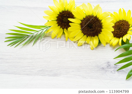 Sunflower and table palm leaf background 113904799
