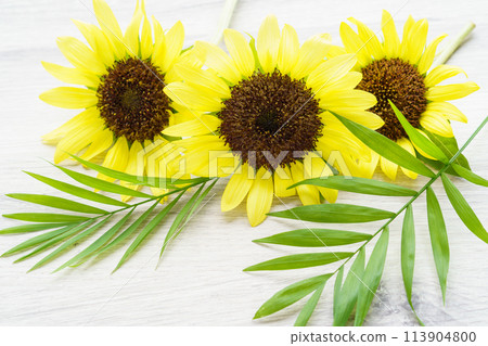 向日葵和桌棕櫚葉背景 113904800