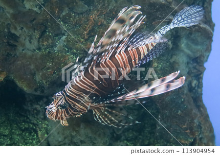 The red lion fish in water 113904954