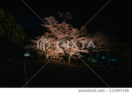 Akiha Dam and illuminated cherry blossoms at night (Shizuoka Prefecture) 113905106