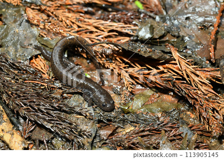 在產卵池附近看到一隻成年雄性岩城蠑螈 113905145