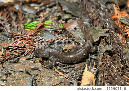 在產卵池附近看到一隻成年雄性岩城蠑螈 在產卵池附近看到一隻成年雄性岩城蠑螈 113905146