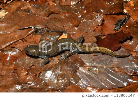 成年雄性岩城蠑螈從上方看，面向左 113905147