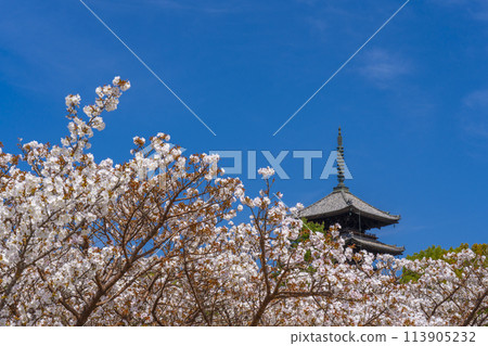 Spring in Kyoto, Ninnaji Temple, Omuro cherry blossoms and five-storied pagoda 113905232