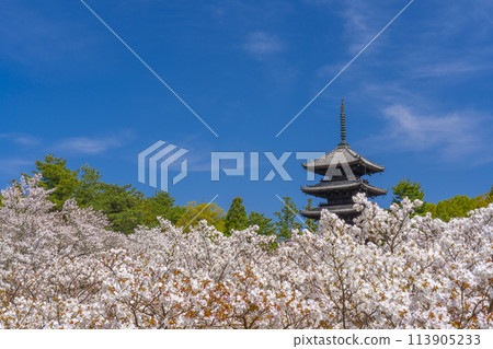 京都的春天，仁和寺，大室櫻花和五層寶塔 113905233