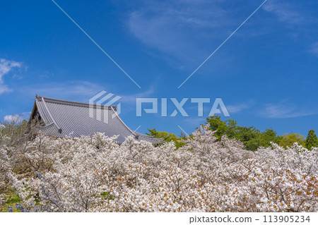 春天的京都、仁和寺、大室櫻花和觀音堂 春天的京都、仁和寺、大室櫻花和觀音堂 113905234