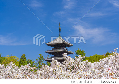 Spring in Kyoto, Ninnaji Temple, Omuro cherry blossoms and five-storied pagoda 113905235