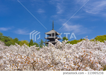 京都的春天,仁和寺,大室櫻花和五層寶塔 京都的春天,仁和寺,大室櫻花和五層寶塔 113905238