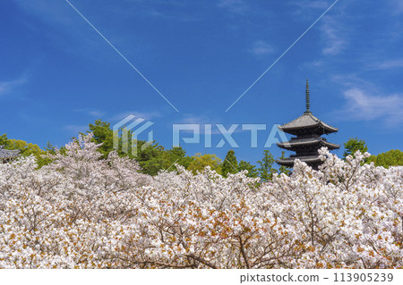 Spring in Kyoto, Ninnaji Temple, Omuro cherry blossoms and five-storied pagoda 113905239