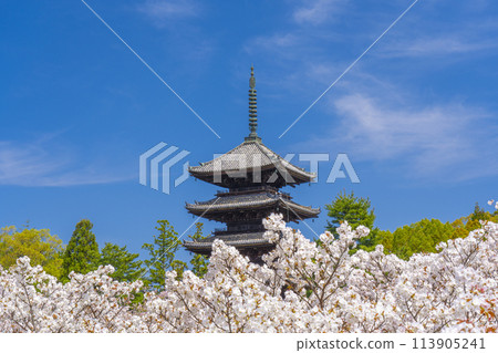 Spring in Kyoto, Ninnaji Temple, Omuro cherry blossoms and five-storied pagoda Spring in Kyoto, Ninnaji Temple, Omuro cherry blossoms and five-storied pagoda 113905241