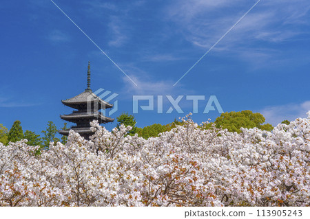 京都的春天，仁和寺，大室櫻花和五層寶塔 113905243