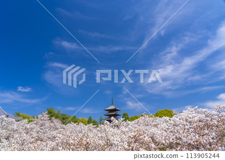 Spring in Kyoto, Ninnaji Temple, Omuro cherry blossoms and five-storied pagoda Spring in Kyoto, Ninnaji Temple, Omuro cherry blossoms and five-storied pagoda 113905244