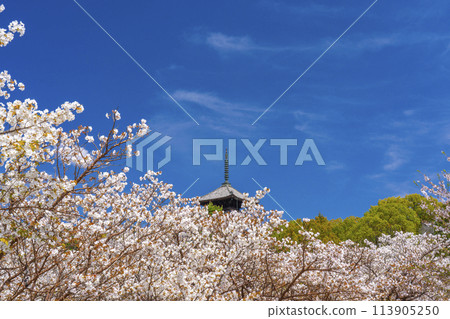 京都的春天,仁和寺,大室櫻花和五層寶塔 京都的春天,仁和寺,大室櫻花和五層寶塔 113905250