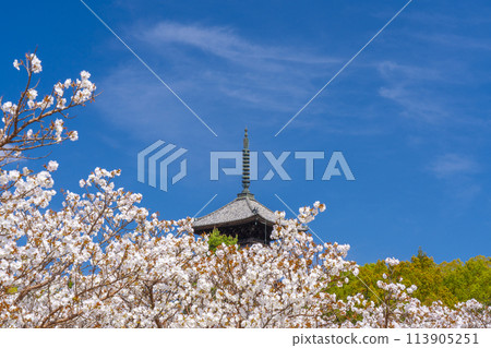 京都的春天,仁和寺,大室櫻花和五層寶塔 京都的春天,仁和寺,大室櫻花和五層寶塔 113905251