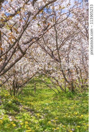 Spring Kyoto Ninnaji Omuro cherry blossoms 113905253