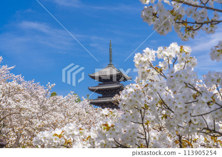 Spring in Kyoto, Ninnaji Temple, Omuro cherry blossoms and five-storied pagoda 113905254