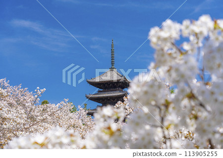 Spring in Kyoto, Ninnaji Temple, Omuro cherry blossoms and five-storied pagoda Spring in Kyoto, Ninnaji Temple, Omuro cherry blossoms and five-storied pagoda 113905255