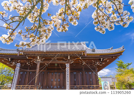 Kyoto in spring, Ninnaji Temple, Omuro cherry blossoms and Kannondo Kyoto in spring, Ninnaji Temple, Omuro cherry blossoms and Kannondo 113905260